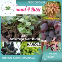 Paket Bibit Anggur Impor - Ninel-Trans-Jupiter-Dixon Hemat Ongkir