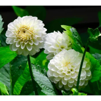 5 Biji Segar Benih Bunga Dahlia Blizzard Flower Dahlia Seed - 5 Seed