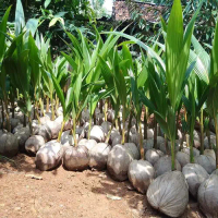 Kelapa Hijau Bibit Benih Siap Tanam untuk Ladang dan Bonsai Tumbuh Cepat Mudah Merawat Cocok untuk P