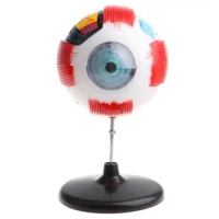 5X Magnification Human Eye Ball Anatomy Model Anatomical Study Kit Lab Supplies, 4D Disassembled