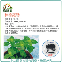 【綠藝家】K40.檸檬羅勒種子 0.6克(約300顆)