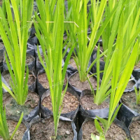 Bibit Tanaman Herbal Daun Dlingo | Jeringau | Bawang Delingo Alami Siap Tanam