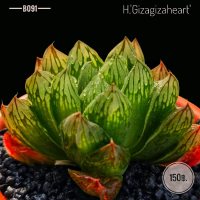 H.'Gizagizaheart' B091 ฮาโวเทีย หน้าต่างของหัวใจ