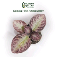 tanaman hias episcia pink anjou malay