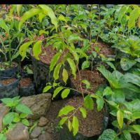 Pohon Buah Plum Aussie - Bibit Buah Plum Aussie Original