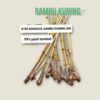 Bibit stek bambu kuning asli