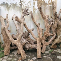 bonggol kayu kopi media tempel anggrek tinggi -+130cm