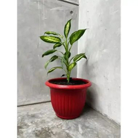 Pot Bunga / Pot Tanaman 40cm / Pot Belimbing 40 / Pot Matahari uk 40 MERAH BATA