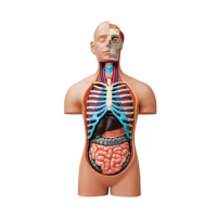 4D Human Body Torso Anatomy Model Human Skeleton Structure Anatomy With Removable 54 Parts Medical Student Teaching Tool