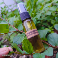 Minyak Bidara Ruqyah Original Plus Zaintun dan Kayu Putih 50ml - Daun Bidara