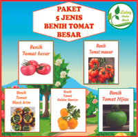 PAKET 5 JENIS TOMAT BESAR ( TOMAT MERAH,TOMAT MAWAR,BLACK KRIM,GOLDEN SUNRISE,TOMAT HIJAU)