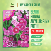 BENIH BUNGA DIANTHUS ANYELIR PINK PUTIH KEMASAN IMPORT ± 30 BUTIR