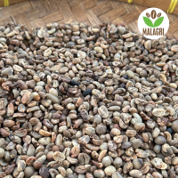 Green Bean Biji Kopi Mentah Arabica Gayo Grade 5