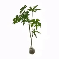 Tanaman pohon gedi daun gedi hijau