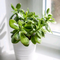 Tanaman Hias Jade Plant Crassula Ovata / Tanaman Giok Keberuntungan / Crassula Ovata