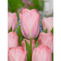 [Tiktok] 1 head tulip flower bulbs tulip flowers sacrifice love don't want the reward to grow in a g