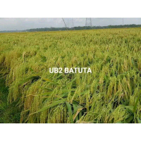 BENIH/BIBIT PADI UB 2 BATUTA SUPER UNGGUL BERKUALITAS 1KG. Tanaman Daun