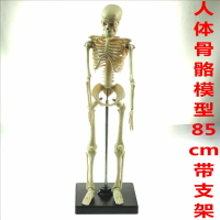 人體骨骼模型 85cm（全身、帶支架）J33204 教學用 生物實驗儀器