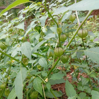 Kecombrang Daun Ciplukan Segar 100Gram dari Potato Produk Segar 100 Gram