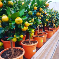 Bibit jeruk Mandarin kondisi udah berbuah