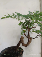 Bonsai Asem Jawa – Bahan Bakalan Subur, Siap Dibentuk