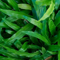 1 ออนซ์ เมล็ดหญ้ามาเลเซีย Tropical Carpet grass Savanna Grass หญ้าเห็บ หญ้าไผ่ หญ้าปูสนาม สนามหญ้า