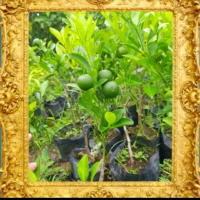 bibit jeruk kip/ kasturi/ jeruk wedang
