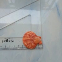 Aksesoris Kerang Laut Cangkang Kipas Gelap