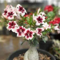 100% Legit Adenium Double al Seeds  plus Freebie High Germinaton Tropical Flower Seed