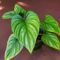 Tanaman Hias Philodendron Plowmanii - Plowmani