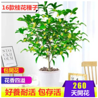 桂花種子金桂 丹桂沈香桂朱砂桂四季桂種子庭院陽臺盆栽花卉花籽