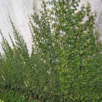 TANAMAN HIAS DAUN DOLLAR KECIL RAMBAT