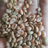 green bean kopi exselsa wonosalam Great ASALAN