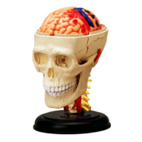 Skull Organ 4d Assembling Toy Perspective Bone Anatomy Model Transparent Skeleton Model