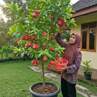 bibit tanaman jambu air citra jumbo