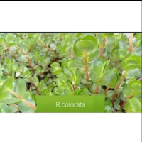 Rotala colorata 50 batang