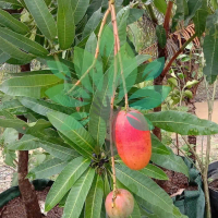 bibit tanaman buah mangga yuwen-bibit mangga yuwen super tabulampot