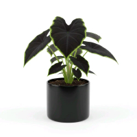 Tanaman Hias Hidup Caladium Black Magic Pohon Caladium Black Magic Tanaman Hias Indor Dan Outdor Den