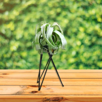 Nordic Style Air Plant Holder Metal Flower Pot Stand Geometric Iron Tillandsia Holder Art Display Home Garden Ornaments P15F