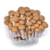 【盛花園蔬果】南投國姓鄉鴻喜菇120g x3包(溫控栽培_具蟹香風味)