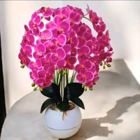10 Biji Benih Bunga Anggrek Warna pink kemasan klip bentuk biji Benihnya