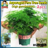 High Quality Fresh Asparagus Fern Plant Seeds for Planting & Gardening (Fast Growing 2 Seed) Legit A