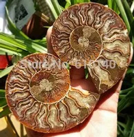 YM 315 1 pair of Split Ammonite Fossil Specimen Shell Healing Madagascar