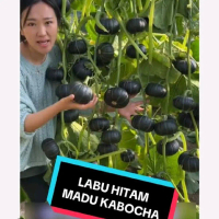 benih labu kabocha super jepang