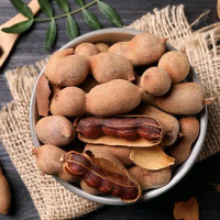 3 Bibit asam jawa kondisi segar