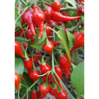 Biji Benih Cili BIQUINHO CHUPENTIHO RED Pepper Chili Seed - 5 Seed
