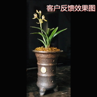 熱銷復古典雅斑點黑陶陶瓷名貴小蘭花盆盆景綠植古玩花盆