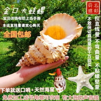 天然大海螺貝殼金口大蛙螺石號螺白珊瑚海星擺件可以吹響魚缸造景