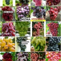 bibit buah anggur import paket 2 bibit anggur import