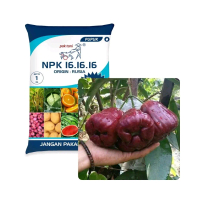 pupuk npk 161616 jambu kingrose bunga